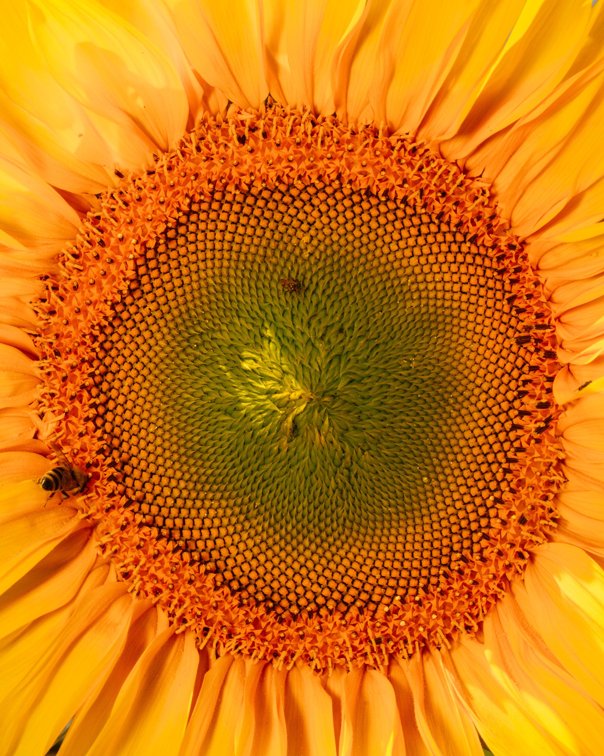 DanPetermann_Portfolio-2025-117