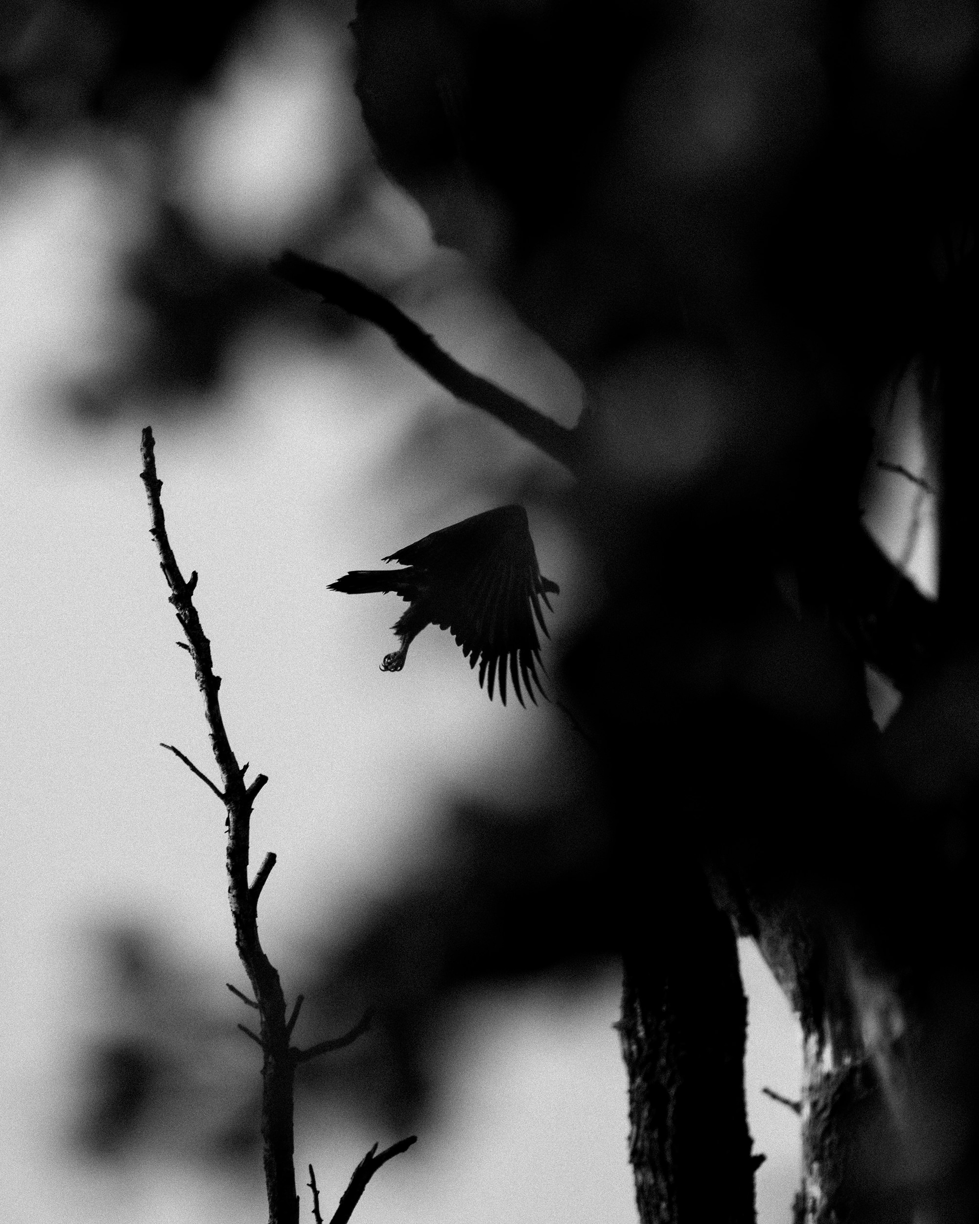 ©DanPetermann_Portfolio2025-009