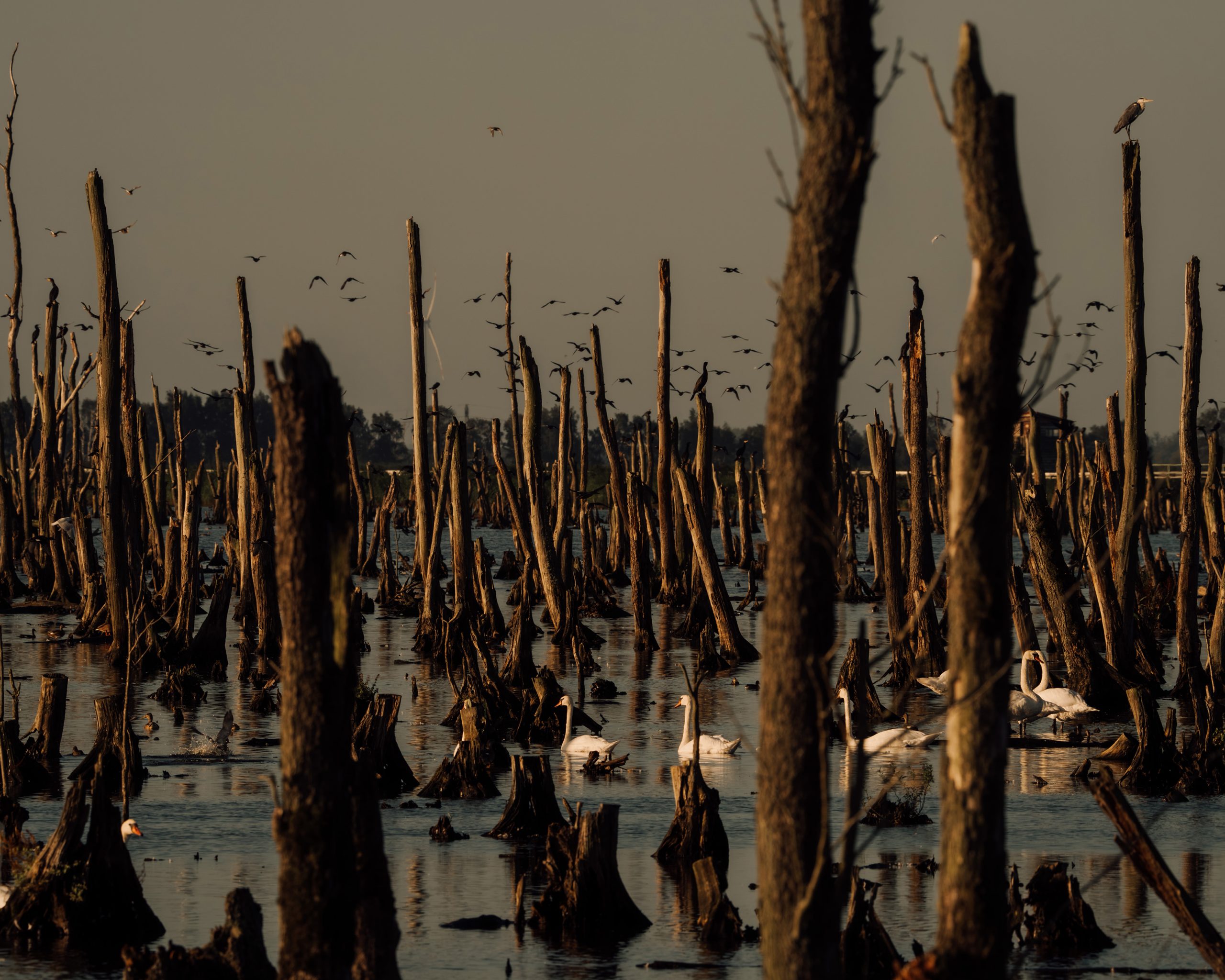 ©DanPetermann_Portfolio2025-010