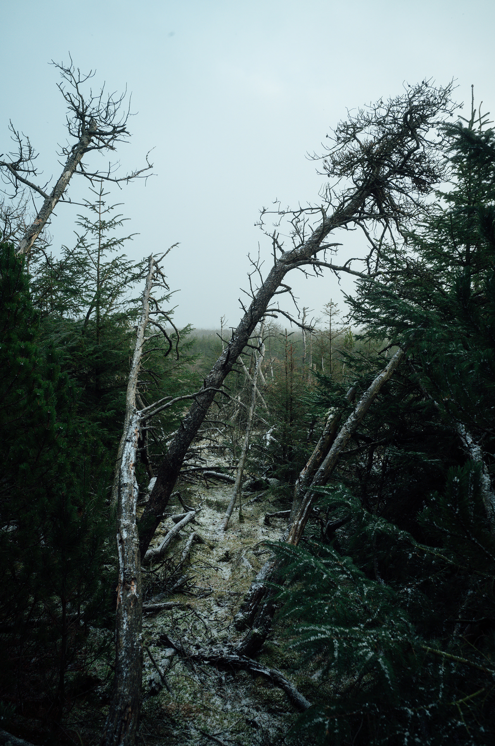 ©DanPetermann_75_RandomDezember_12-2025237