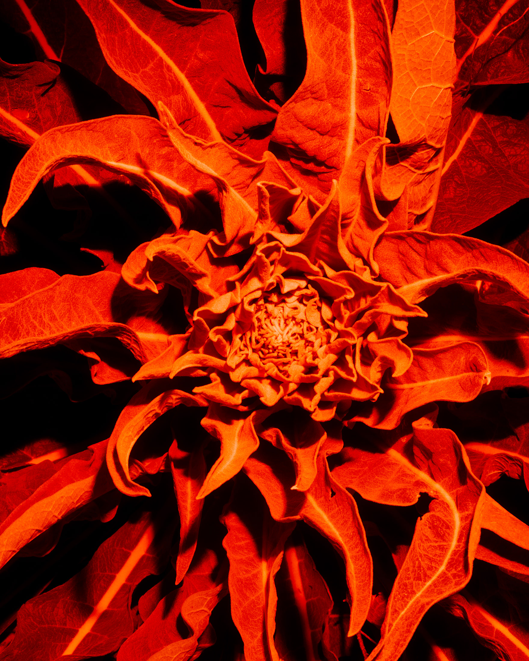 Mana, Freie Arbeit – 2025