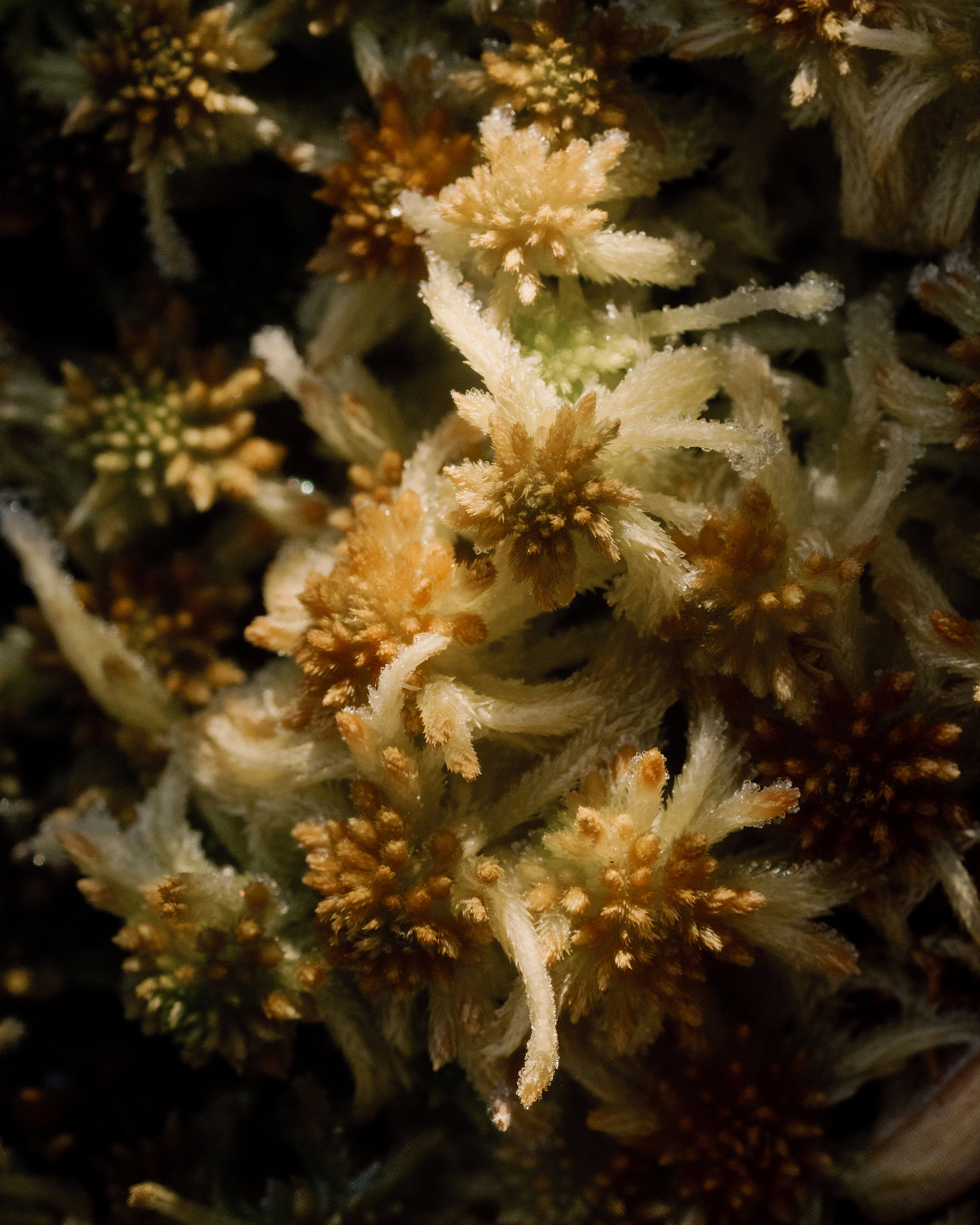 Moorrenaturierungsprojekt Optimum für Universität Greifswald – 2025