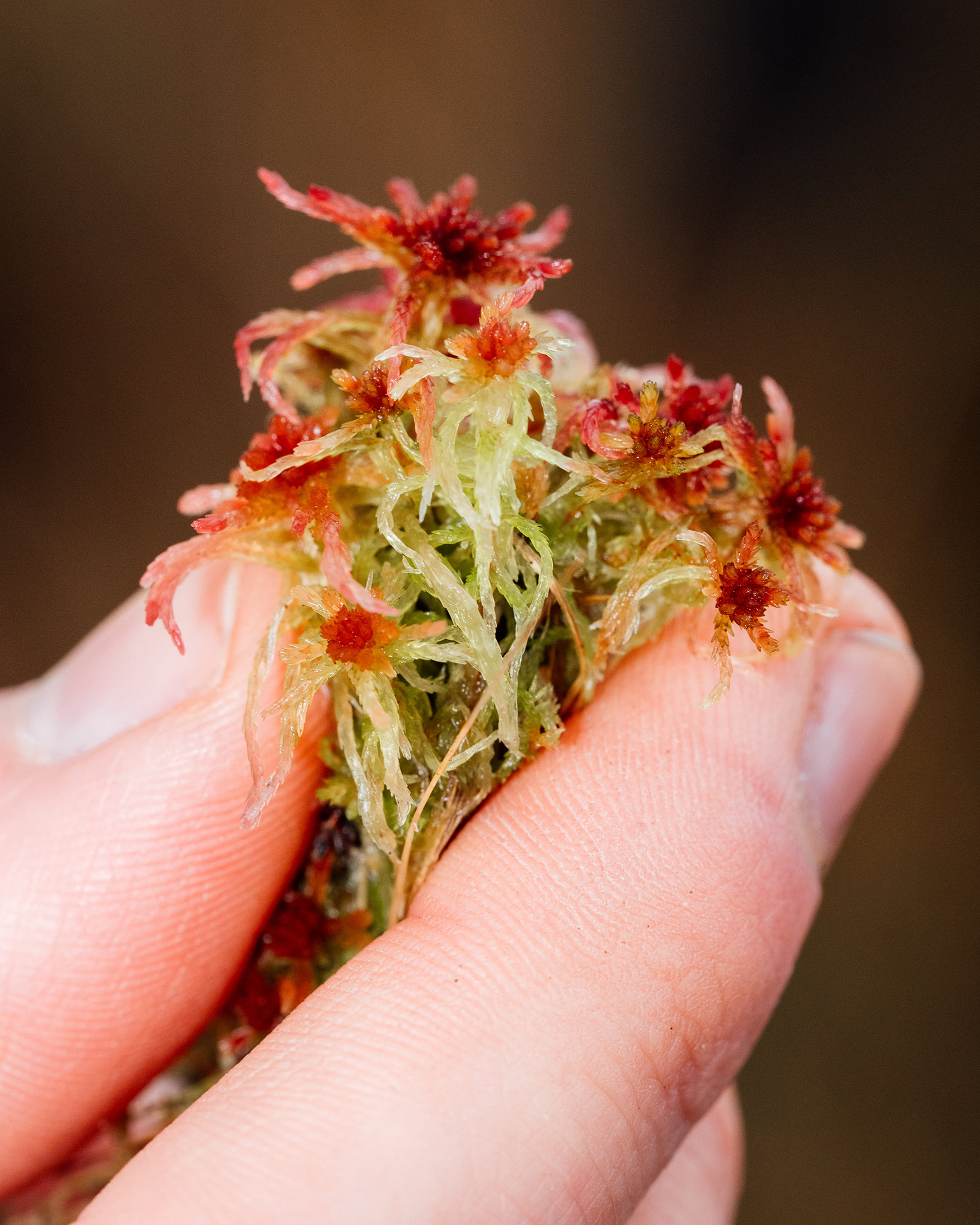 Moorrenaturierungsprojekt Optimum für Universität Greifswald – 2025