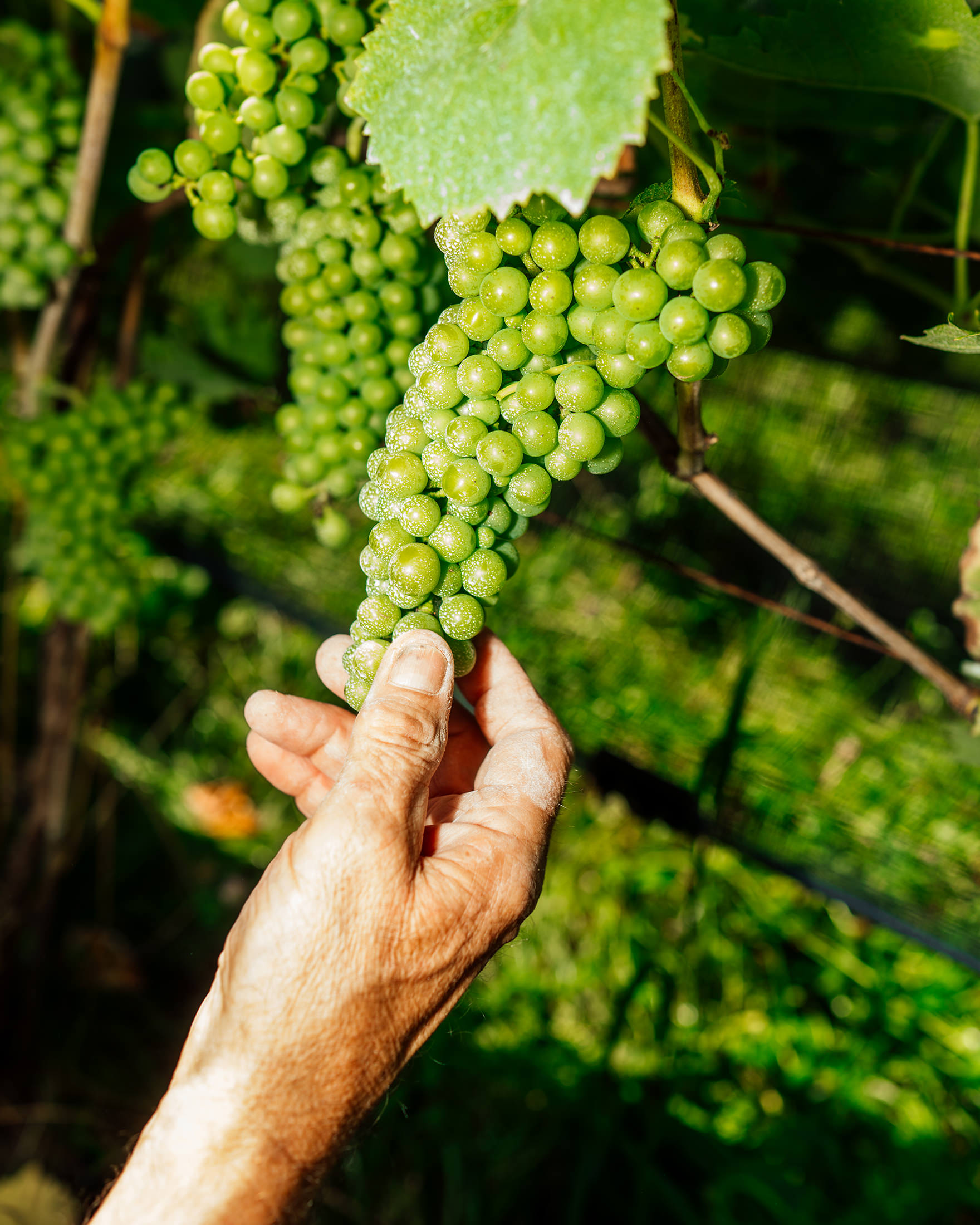 Weingut Welzin für Pressedienst des Tourismusverband Mecklenburg-Vorpommern e.V. – 2025
