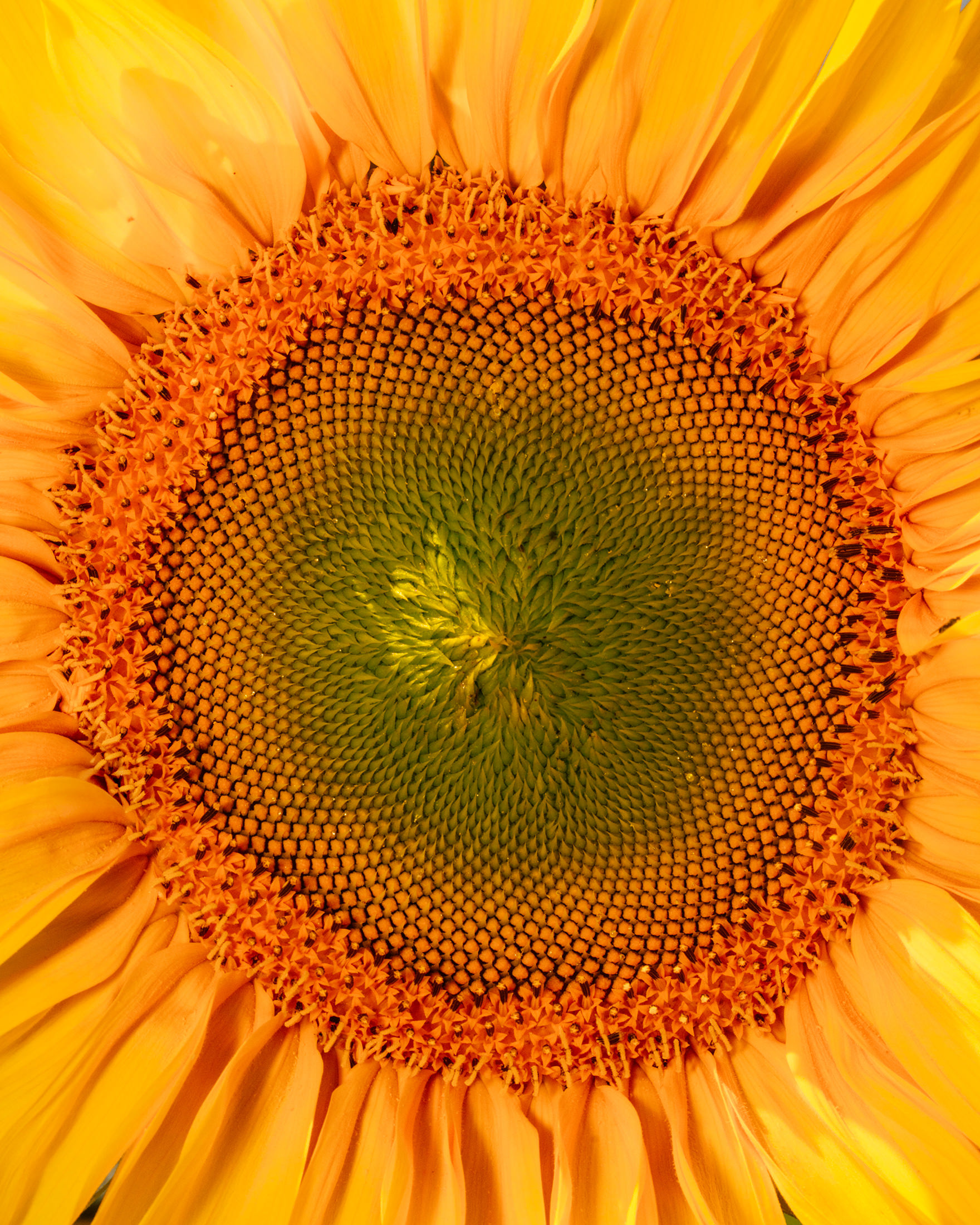 Biobauer David Reinartz für David‘s Biohofladen – 2024