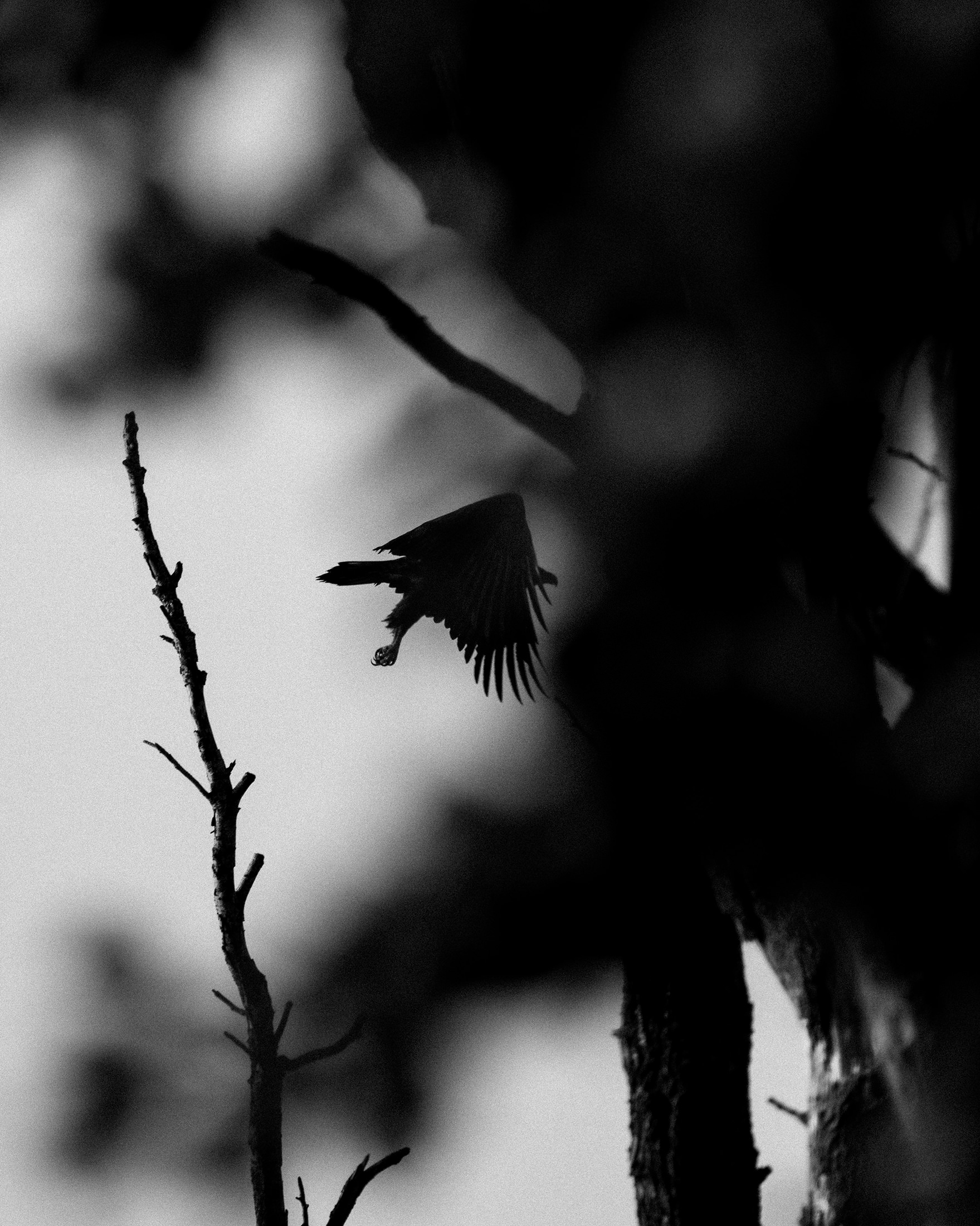 Seeadler im Peenetal, Freie Arbeit – 2024