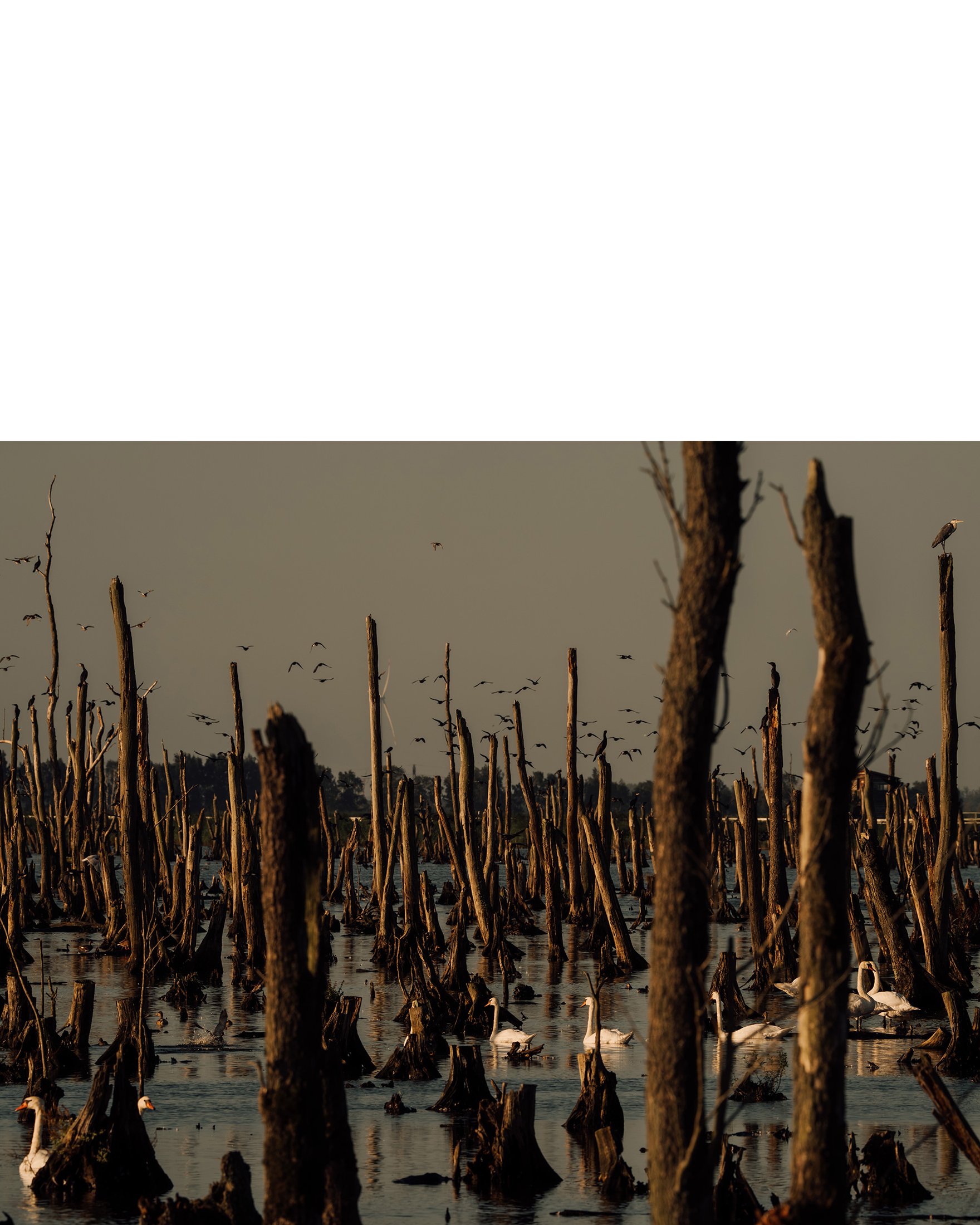 Seeadler im Peenetal, Freie Arbeit – 2024