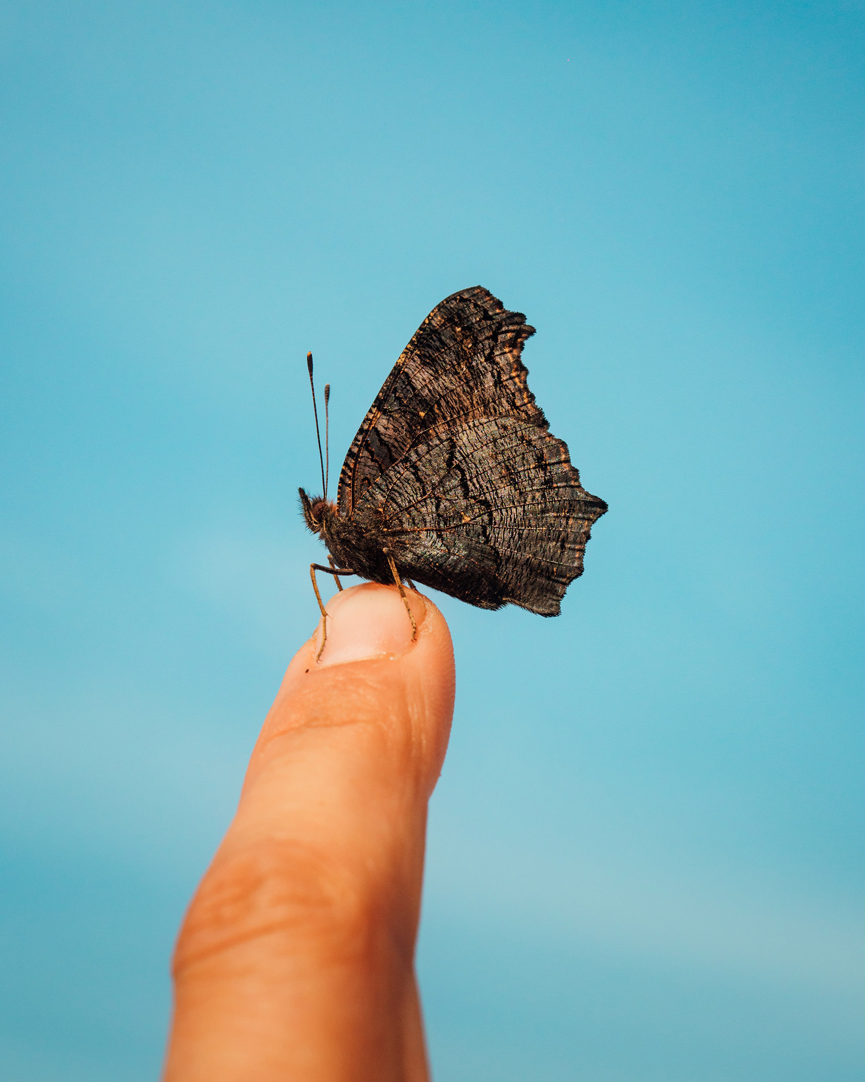 Tagpfauenauge, Freie Arbeit – 2024