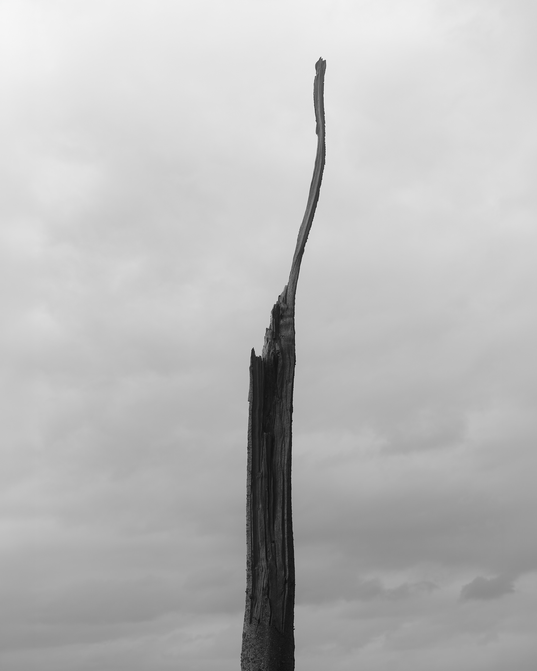 Küstenwald, Freie Arbeit– 2022 bis Heute